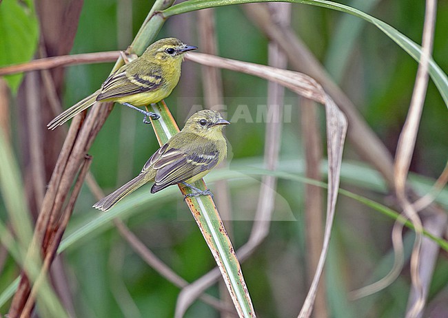 Yellow Tyrannulet (Capsiempis flaveola) in Panama. stock-image by Agami/Pete Morris,