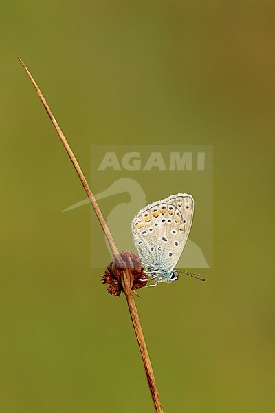 Icarusblauwtje; Common Blue; stock-image by Agami/Walter Soestbergen,