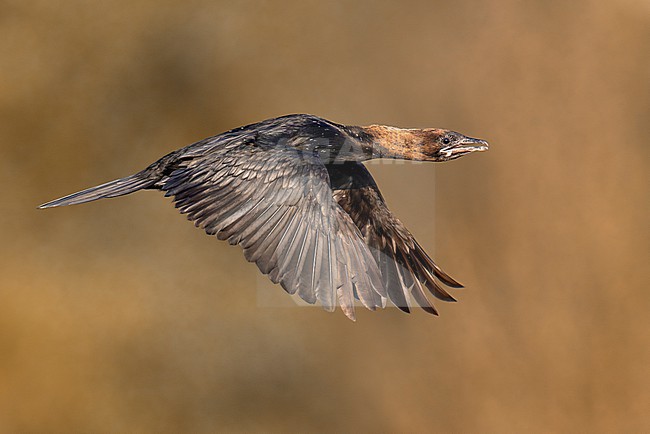 Pygmy Cormorant, Microcarbo pygmeus, in Italy. stock-image by Agami/Daniele Occhiato,