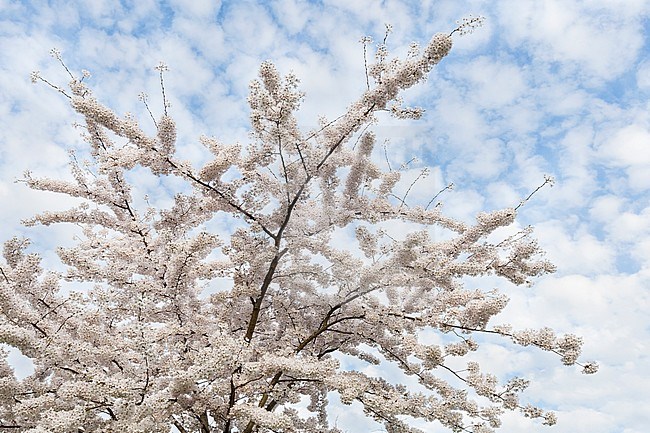 Flowering Prunus tree against cloudy sky in spring stock-image by Agami/Caroline Piek,