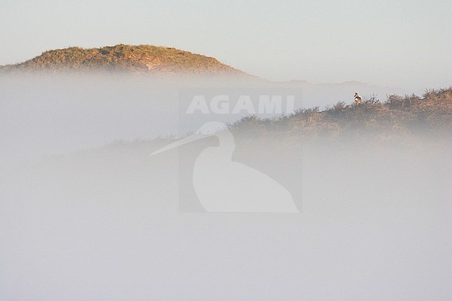 Ree staat in mistige duinen; European Roe Deer standing in misty dunes stock-image by Agami/Menno van Duijn,