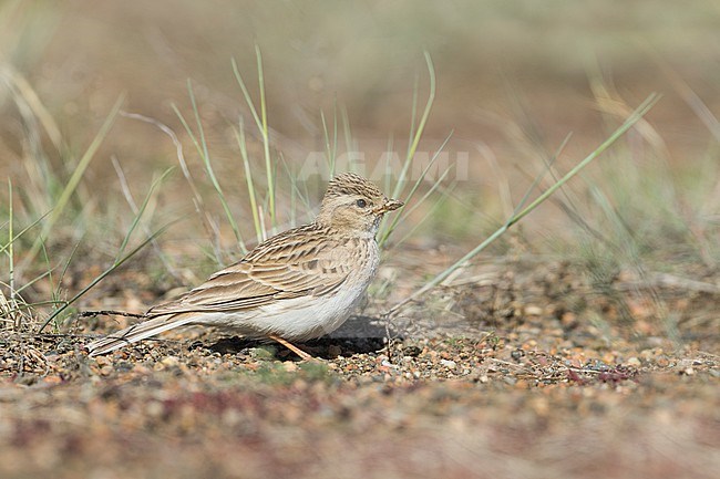 Asian Lesser Short-toed Lark (Alaudala rufescens ssp. cheelensis), Russia (Baikal), adult perched on the ground stock-image by Agami/Ralph Martin,