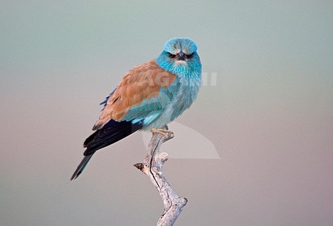 Scharrelaar op de uitkijk; European Roller on perch stock-image by Agami/Marc Guyt,