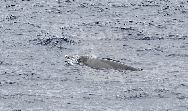 Strap-toothed beaked whale (Mesoplodon layardii), also known as Layard's beaked whale, swimming off Antarctica. stock-image by Agami/Dani Lopez-Velasco,