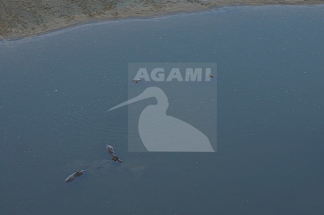 Nijlpaard, Hippo, Hippopotamus amphibius stock-image by Agami/Bas Haasnoot,