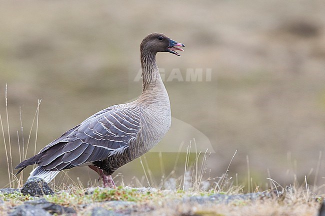 Pink-footed Goose (Anser brachyrhynchus), adult female standing on the ground, Northwestern Region, Iceland stock-image by Agami/Saverio Gatto,