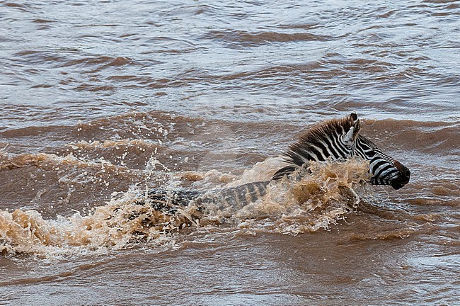 A plains zebra, Equus quagga, crossing the Mara River during migration. Mara River, Masai Mara National Reserve, Kenya. stock-image by Agami/Sergio Pitamitz,