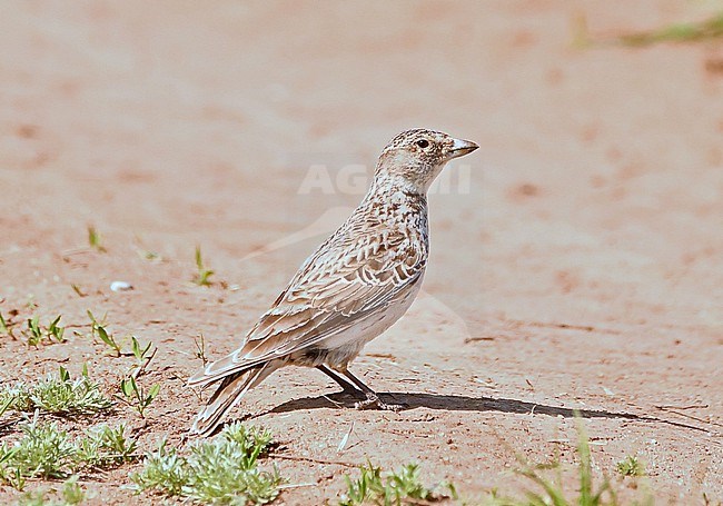 A female Black Lark at the breeding grounds: the wide steppes of Central Asia. stock-image by Agami/Eduard Sangster,