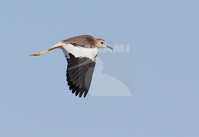 Volwassen Witstaartkievit, Breeding adult White-tailed Lapwing stock-image by Agami/Mike Danzenbaker,