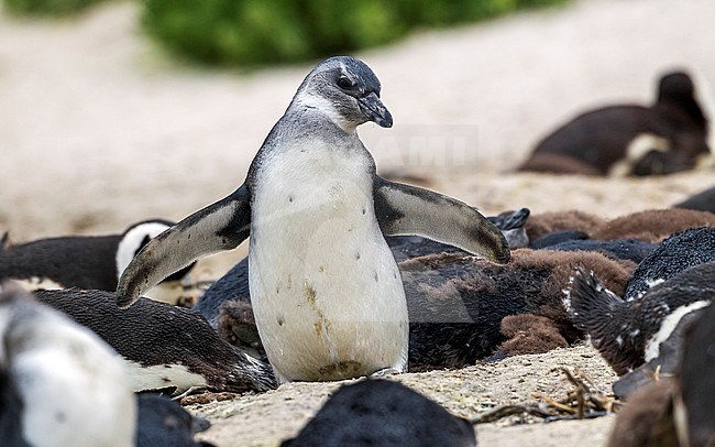 Juvenile Jackass Penguin in Boulder's beach, Simon's Town, South Africa. June 2014. stock-image by Agami/Vincent Legrand,