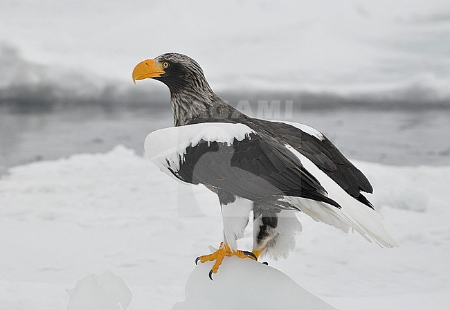 The Steller's Sea Eagle (Haliaeetus pelagicus) is one of the most impressive birds on our planet. It breeds in eastern Russia and winters in Russia, Korea and Japan. This photo is taken at Hokkaido, Japan, where large flocks of birds feed off the floating ice. stock-image by Agami/Eduard Sangster,