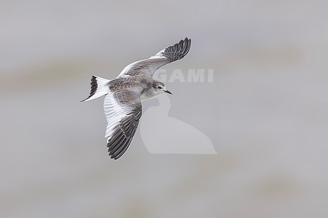 Juvenile transition to 1st winter plumage Sabine's Gull (Xema sabini)
Ijmuiden, the Netherlands stock-image by Agami/Vincent Legrand,
