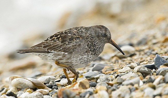 Purple Sandpiper; Paarse Strandloper stock-image by Agami/Roy de Haas,