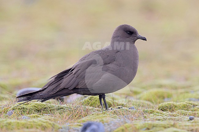 Parasitic Jaeger (Stercorarius parasiticus), dark morph adult standing on the ground under the rain stock-image by Agami/Saverio Gatto,