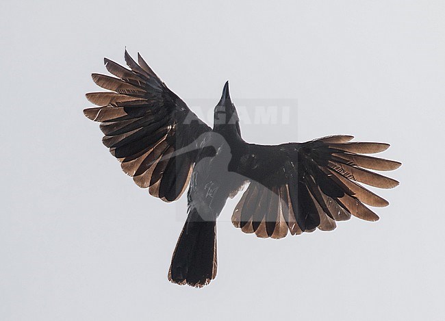 Critically Endangered Mariana crow (Corvus kubaryi) in flight over Rota Island stock-image by Agami/Pete Morris,