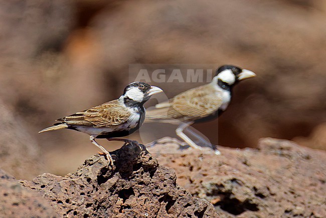 Male Chestnut-headed Sparrow Lark (Eremopterix signatus) in Kenia. stock-image by Agami/Tomi Muukkonen,