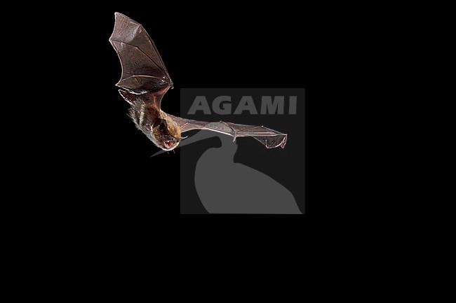 Soprano's pipistrelle foraging stock-image by Agami/Theo Douma,