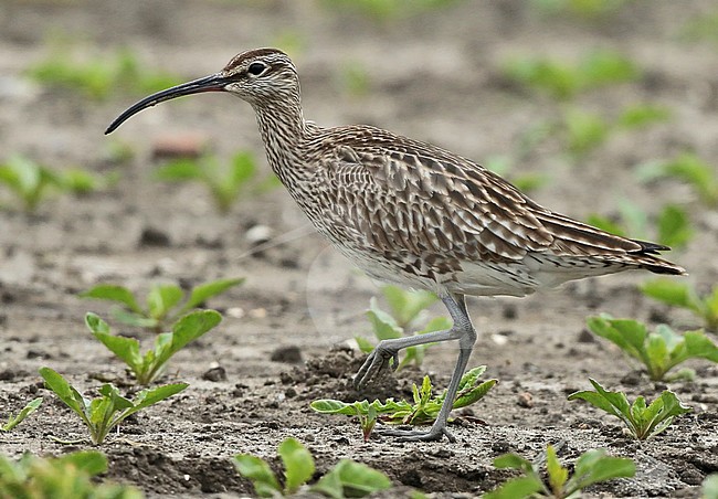 Autumn adult Whimbrel (Numenius phaeopus), walking over an agricultural field of beet in the Netherlands, seen from the side. stock-image by Agami/Fred Visscher,