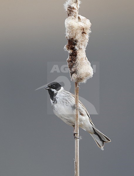 Reed Bunting (Emberiza schoeniclus) adult male at Strødam Engsø in Denmark. stock-image by Agami/Helge Sorensen,