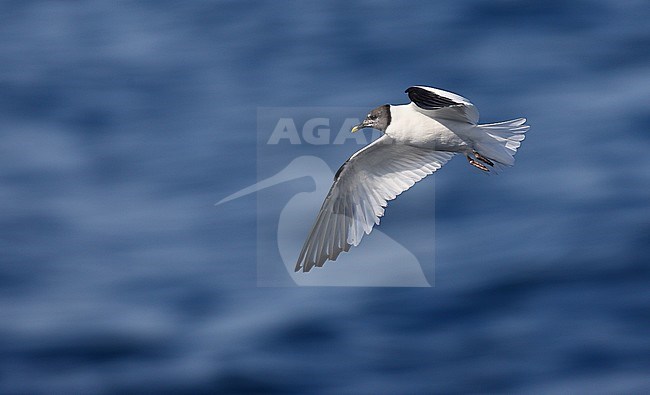 Adult Sabine's Gull (Xema sabini) at open ocean off the northern coast of Spain, in the Bay of Biscay. stock-image by Agami/Dani Lopez-Velasco,