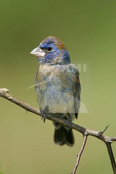 Immature male
Galveston Co., TX
May 2005 stock-image by Agami/Brian E Small,