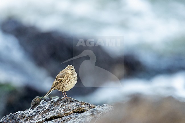 Rock Pipit on a wave breaker stock-image by Agami/Arnold Meijer,