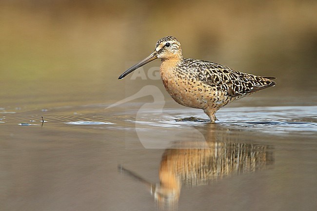 Short-billed Dowitcher (Limnodromus griseus) feeding along the shoreline in Churchill, Manitoba, Canada. stock-image by Agami/Glenn Bartley,