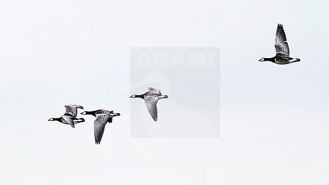 A flock of four barnacle goose (branta leucopsis) in flight stock-image by Agami/Mathias Putze,
