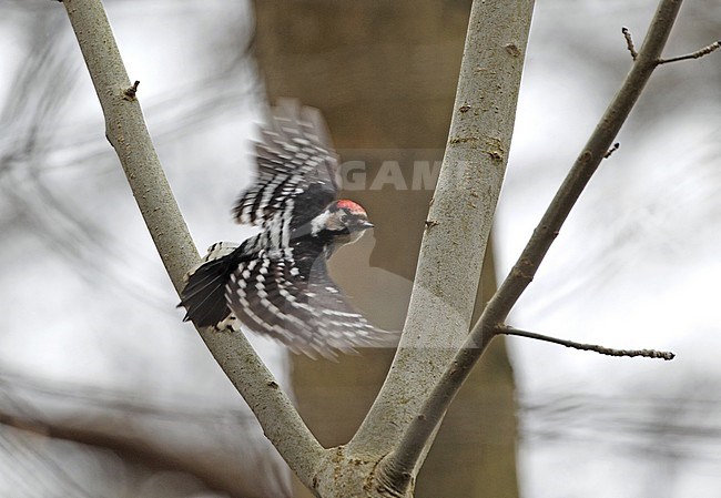 Lesser Spotted Woodpecker (Dendrocopus minor) taking off from a tree in Denmark. stock-image by Agami/Helge Sorensen,