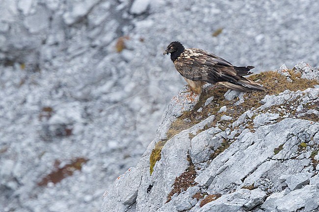 Bearded Vulture (Gypaetus barbatus), juvenile perched on a rock, Trentino-Alto Adige, Italy stock-image by Agami/Saverio Gatto,