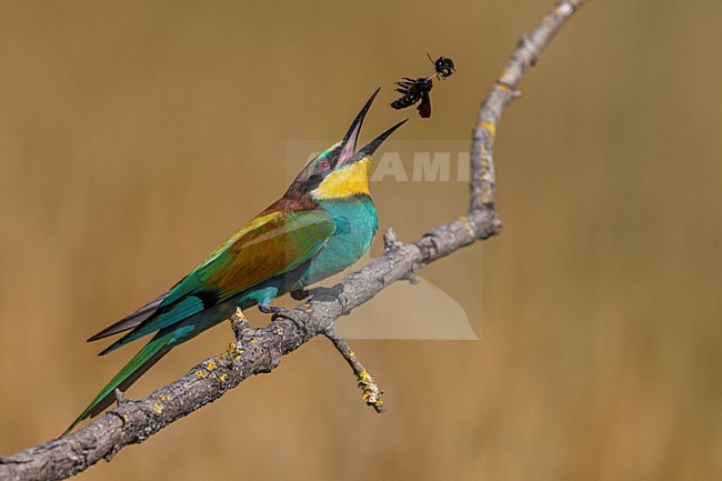 Bijeneter met prooi, European Bee-eater with prey stock-image by Agami/Daniele Occhiato,