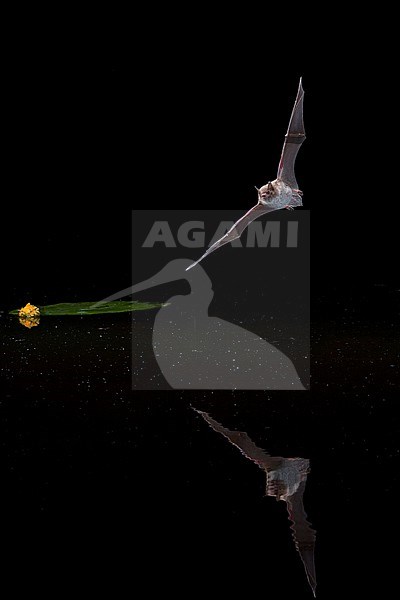 Daubenton's bat hunting above water stock-image by Agami/Theo Douma,