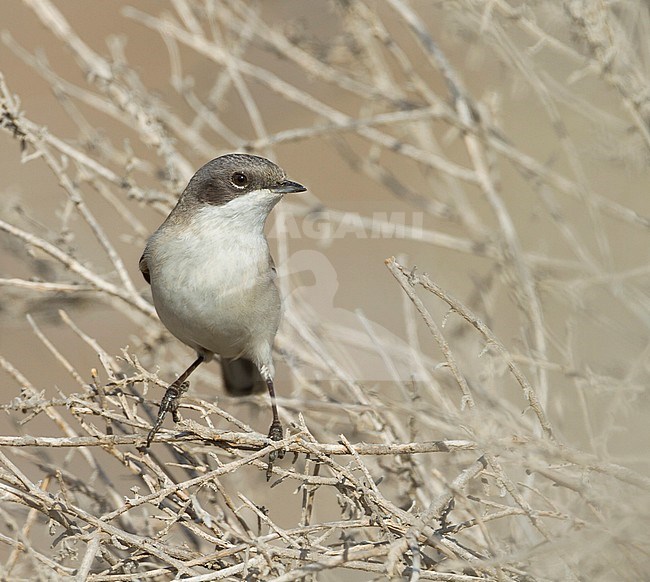 Lesser Whitethroat - Klappergrasmücke - Sylvia althaea halimodendri, Oman stock-image by Agami/Ralph Martin,