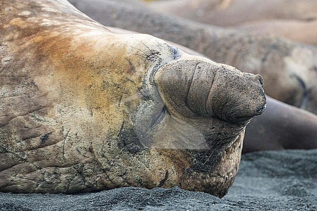 Huge bull Southern Elephant Seal (Mirounga leonina) sleeping on the beach of Macquarie Island, Australia. stock-image by Agami/Marc Guyt,