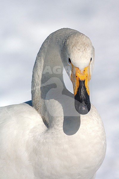 Portrait of a Whooper Swan (Cygnus cygnus) wintering in Japan. Staring directly in the camera. stock-image by Agami/Marc Guyt,