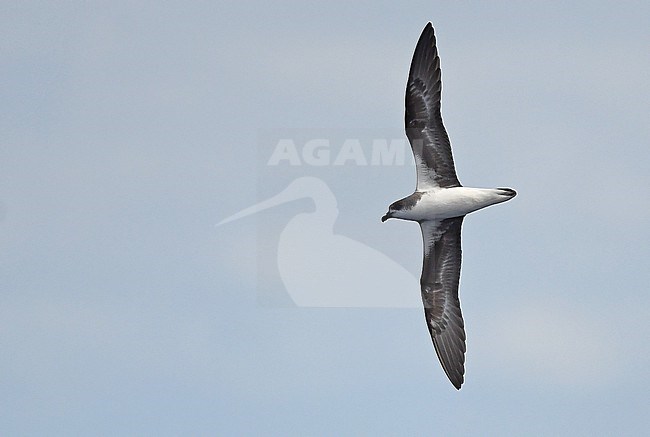 The population of Fea's Petrel (Pterodroma feae deserta) that  breed near Madeira at the Desertas Islands is sometimes split into Desertas Petrel (Pterodroma deserta). stock-image by Agami/Eduard Sangster,
