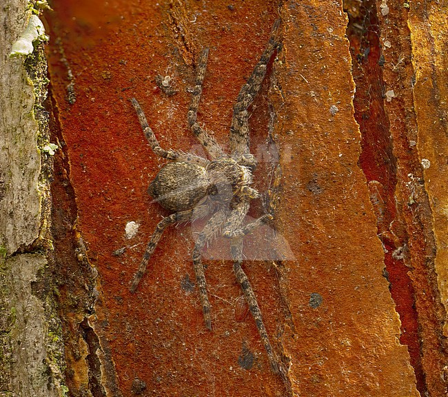 Philodromus margaritatus; Lichen Running Spider found under a piece of bark stock-image by Agami/Arnold Meijer,