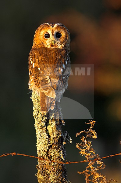 Bosuil, Tawny Owl stock-image by Agami/Danny Green,