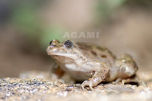 Painted Frog (Discoglossus pictus) taken the 25/04/2022 at Ramatuelle- France. stock-image by Agami/Nicolas Bastide,