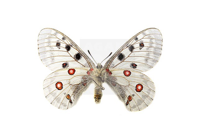 Apollovlinder; Apollo; Parnassius apollo stock-image by Agami/Wil Leurs,