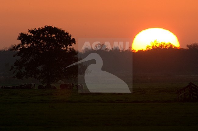 Sunrise in polder Netherlands, Zonsopgang in polder Nederland stock-image by Agami/Wil Leurs,