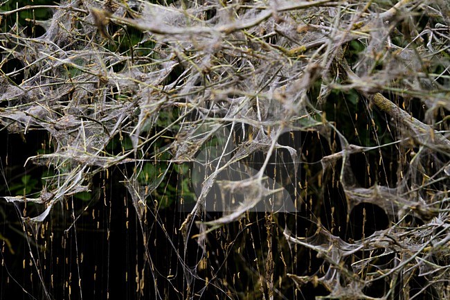 Mot rupsen, Moth Caterpillars stock-image by Agami/Menno van Duijn,