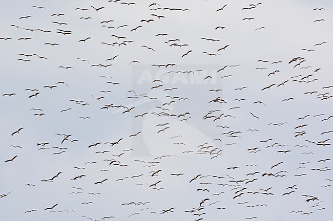 Ooievaar, White Stork, Ciconia ciconia, bird, vogel, Europe, Europa, Netherlands, Nederland, group, groep, flock, migrating, migration, trek, vogeltrek, thermiek stock-image by Agami/Markus Varesvuo,