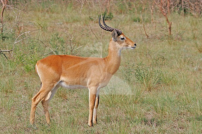 Ugandan kob (Kobus kob thomasi) stock-image by Agami/Pete Morris,