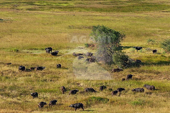 Aerial view of a herd of African buffalo, Syncerus caffer. Okavango Delta, Botswana. stock-image by Agami/Sergio Pitamitz,