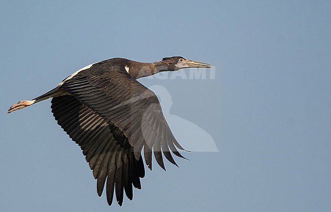 Abdim's Stork (Ciconia abdimii) near Salalah, Oman in November stock-image by Agami/Eduard Sangster,