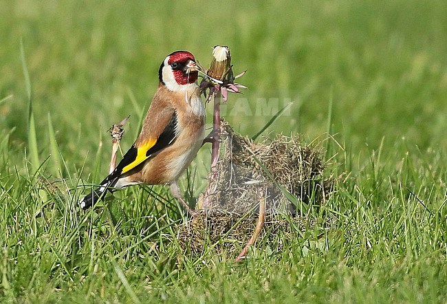European Goldfinch (Carduelis carduelis), adult feeding on dandelion. stock-image by Agami/Fred Visscher,