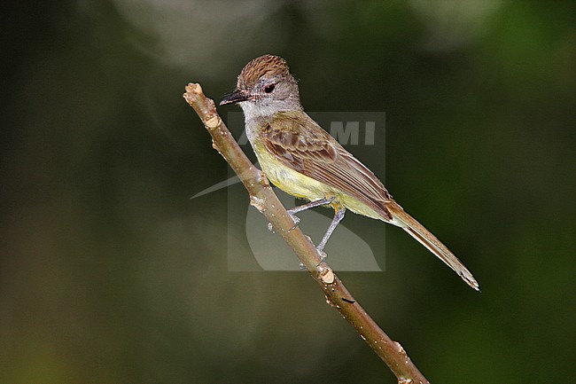 Panama Flycatcher, Myiarchus panamensis stock-image by Agami/Greg & Yvonne Dean,