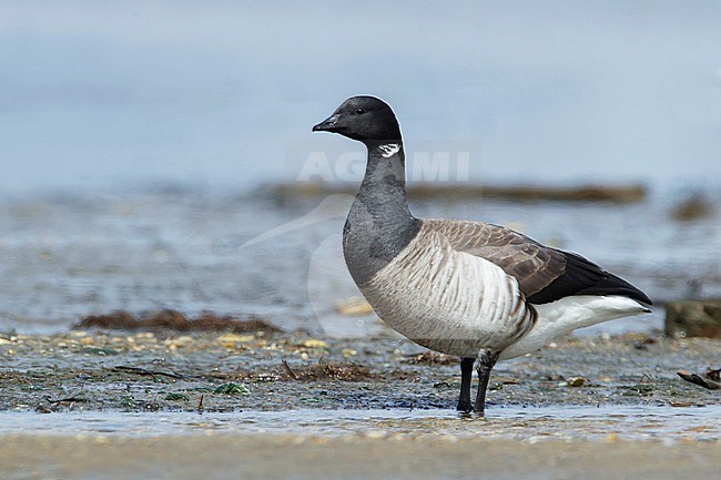 Adult Pale-bellied Brent Goose (Branta bernicla hrota).
Monmouth County, New Jersey, USA. stock-image by Agami/Brian E Small,