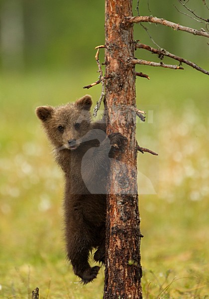 Jonge Bruine Beer in boom, Brown Bear cub in tree stock-image by Agami/Danny Green,